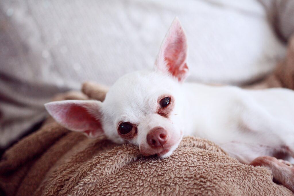 How to Tell If Your Dog Is Underweight 🐶 Off The Leash