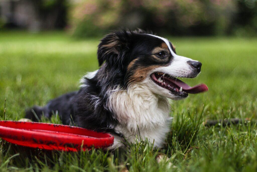 help your dog lose weight
