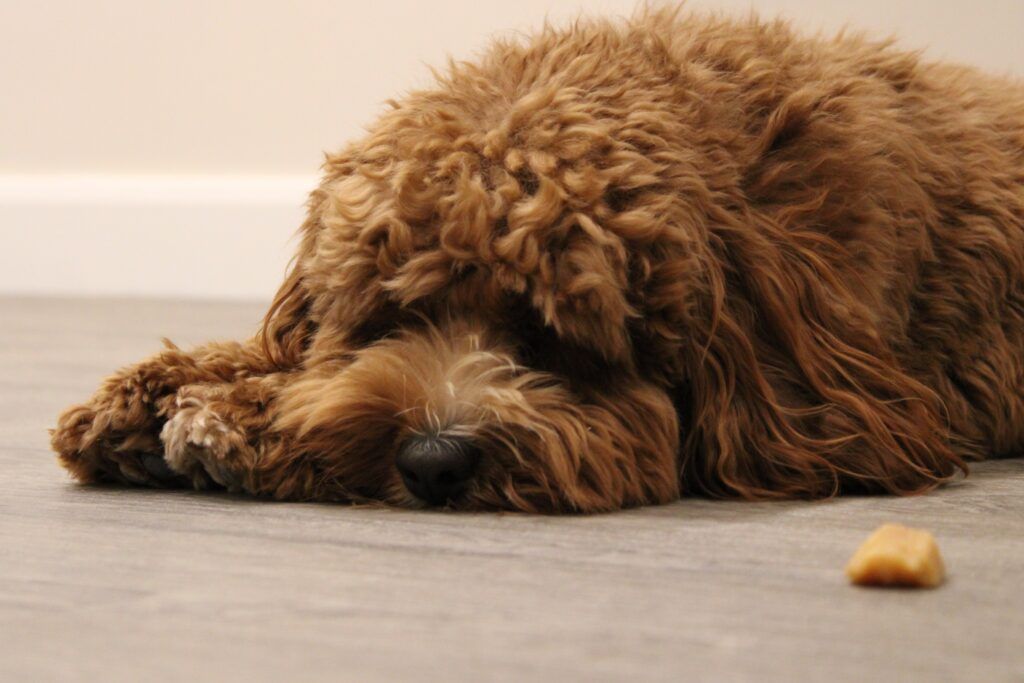 help your dog lose weight