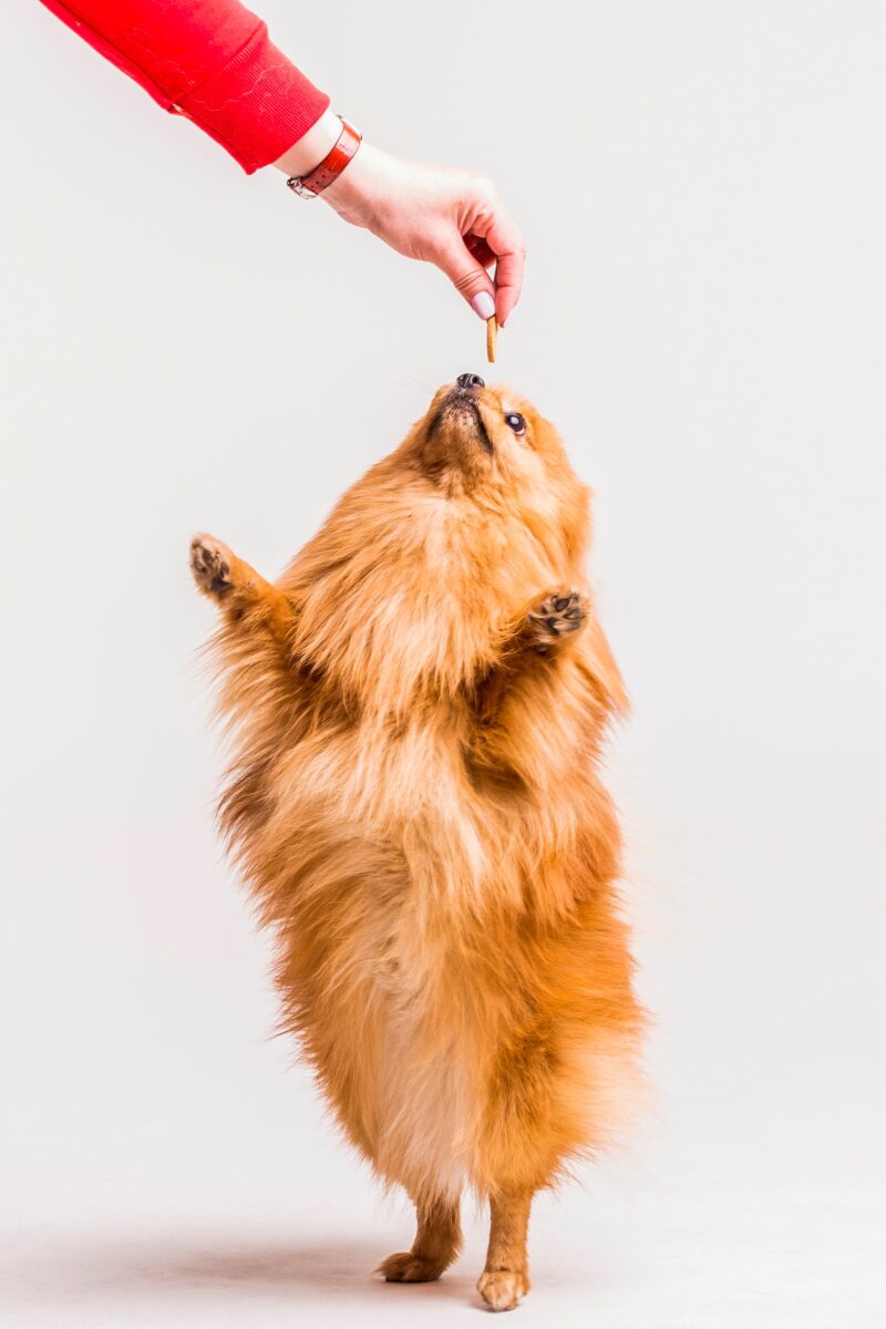 why do puppies eat so much