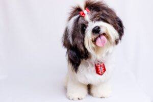 Dogs that Don't Shed