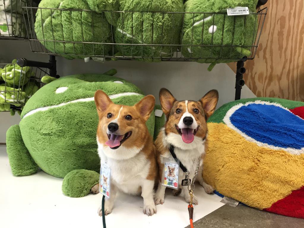 Google Office Dogs