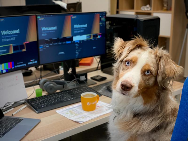 Office dog at computer screen