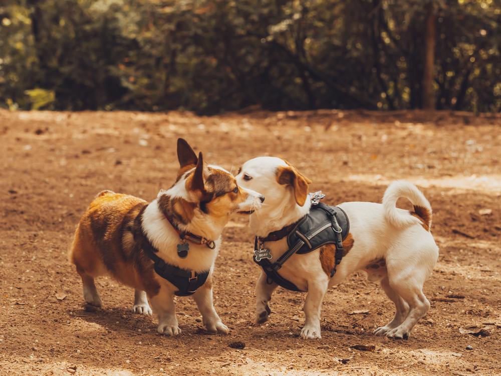 Dogs sniffing each other