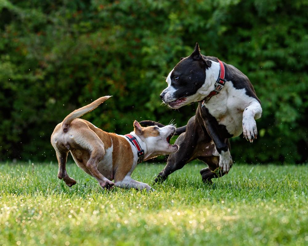 Staffy dogs playing