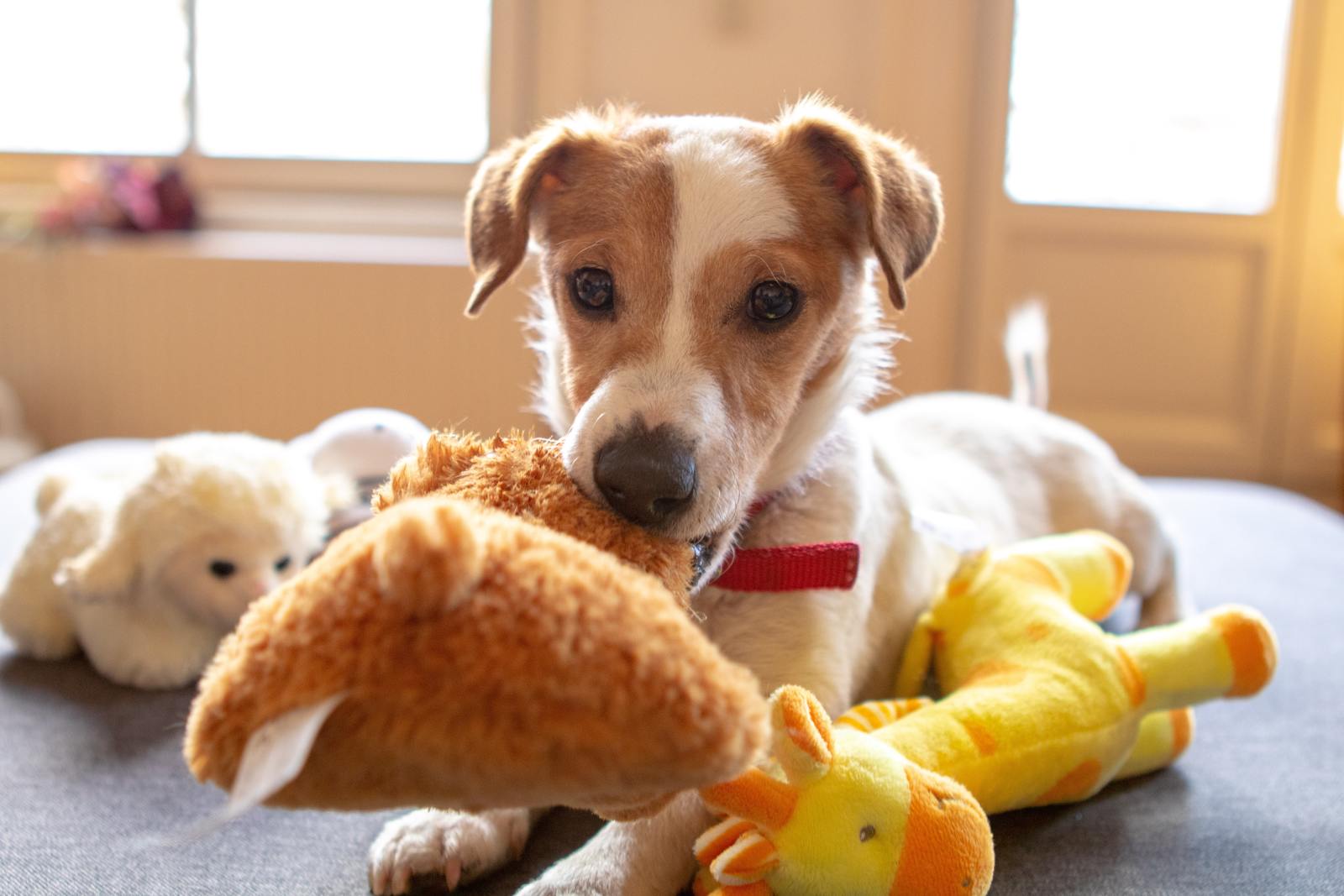 Jack Russel with Toy