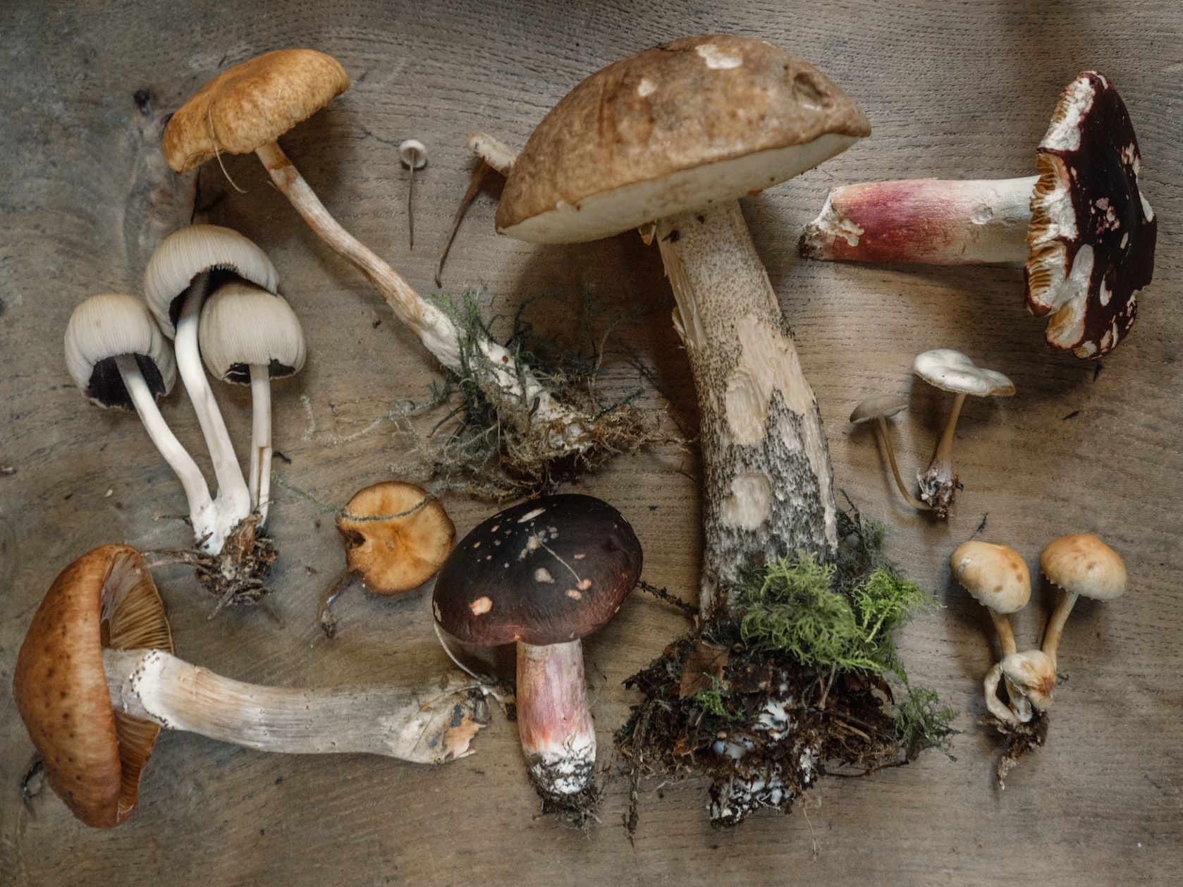 are edible mushrooms bad for dogs